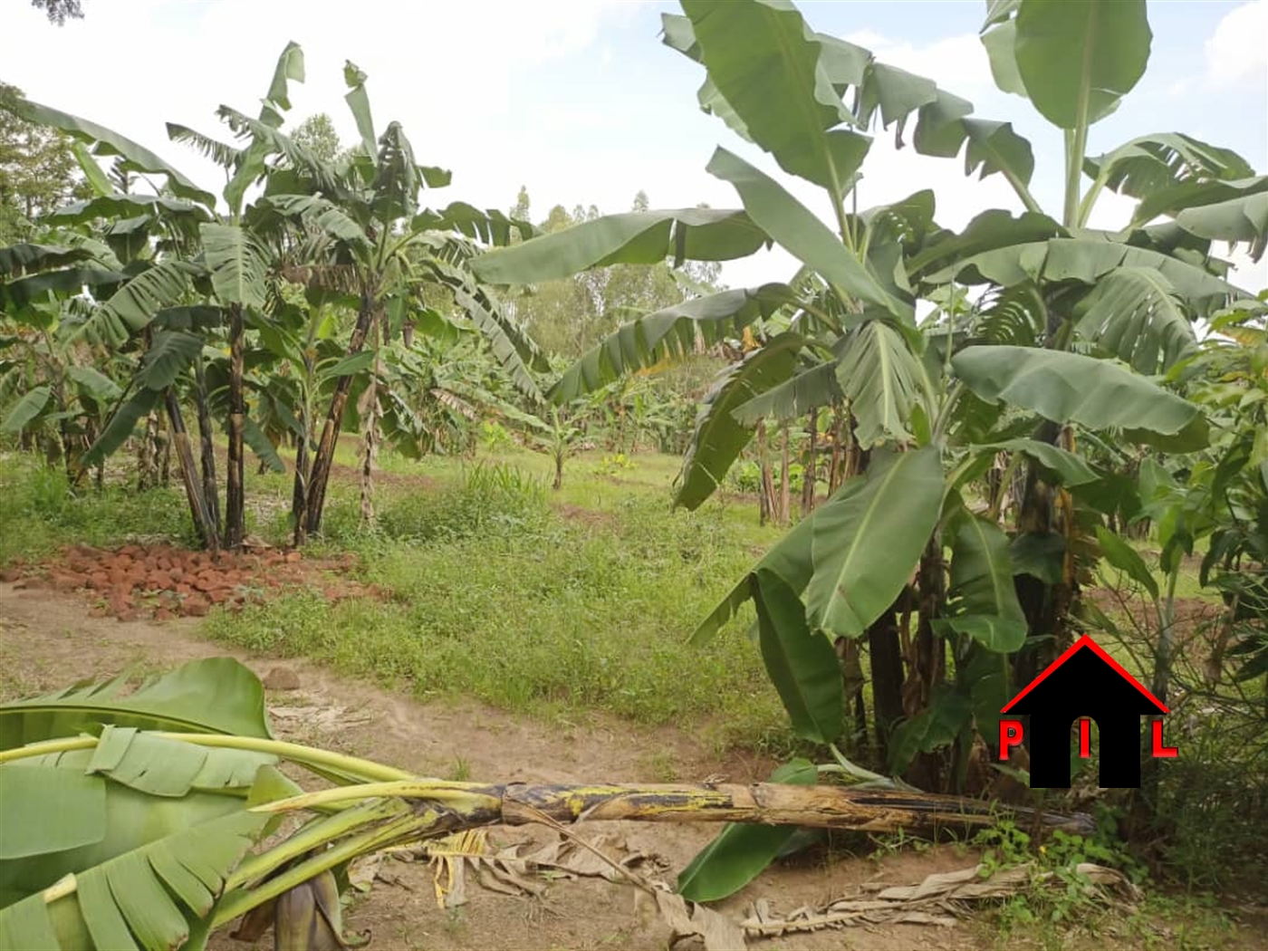 Agricultural Land for sale in Butalungu Nakaseke