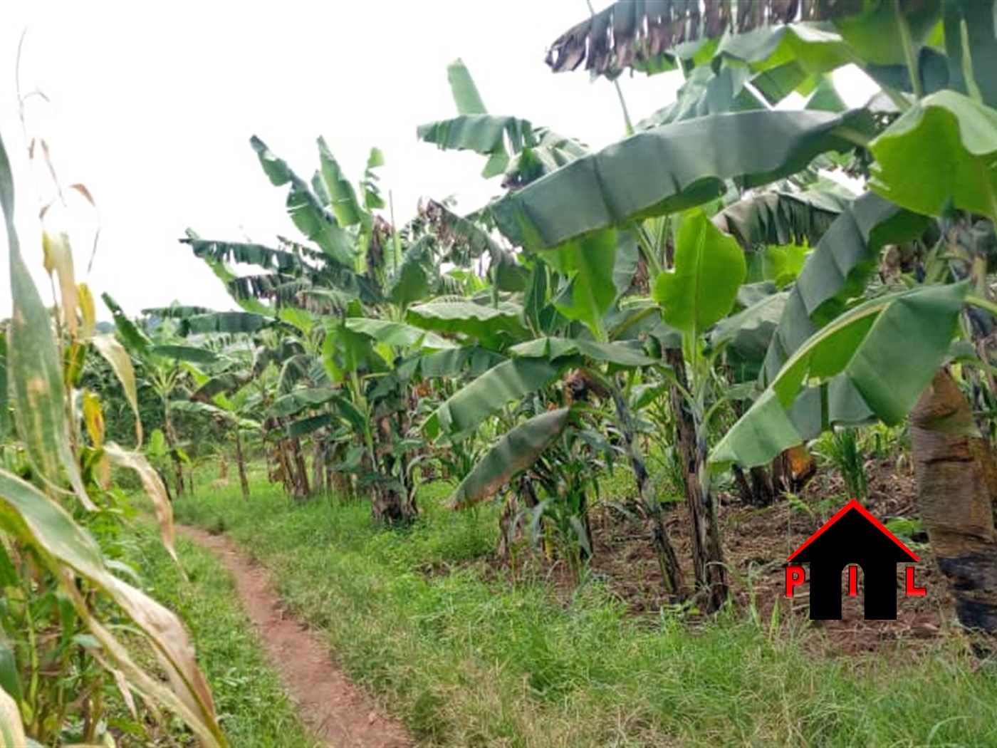 Agricultural Land for sale in Kiwebwa Wakiso