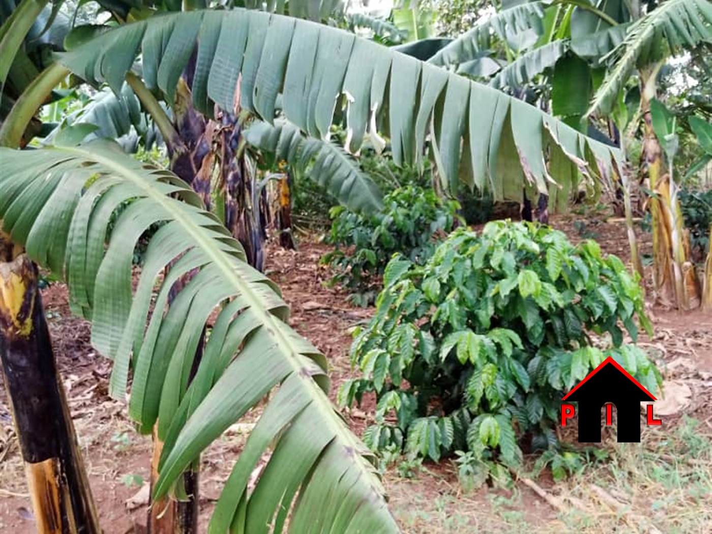 Agricultural Land for sale in Lumansi Luweero