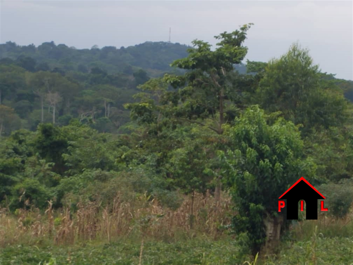 Agricultural Land for sale in Lukiizi Luweero