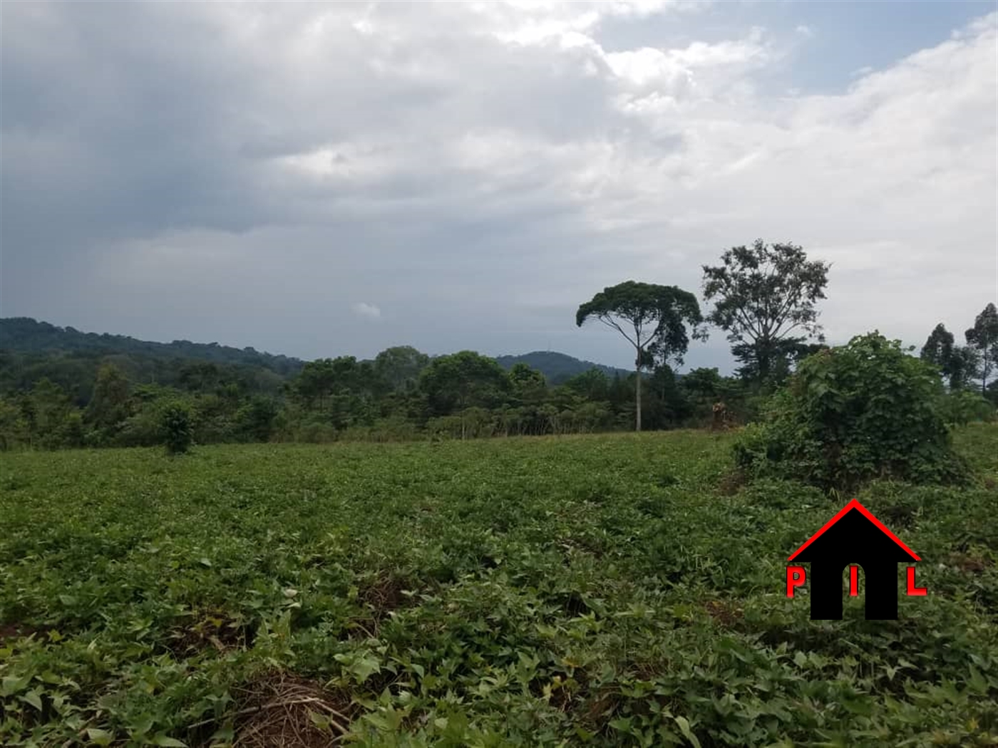 Agricultural Land for sale in Lukiizi Luweero