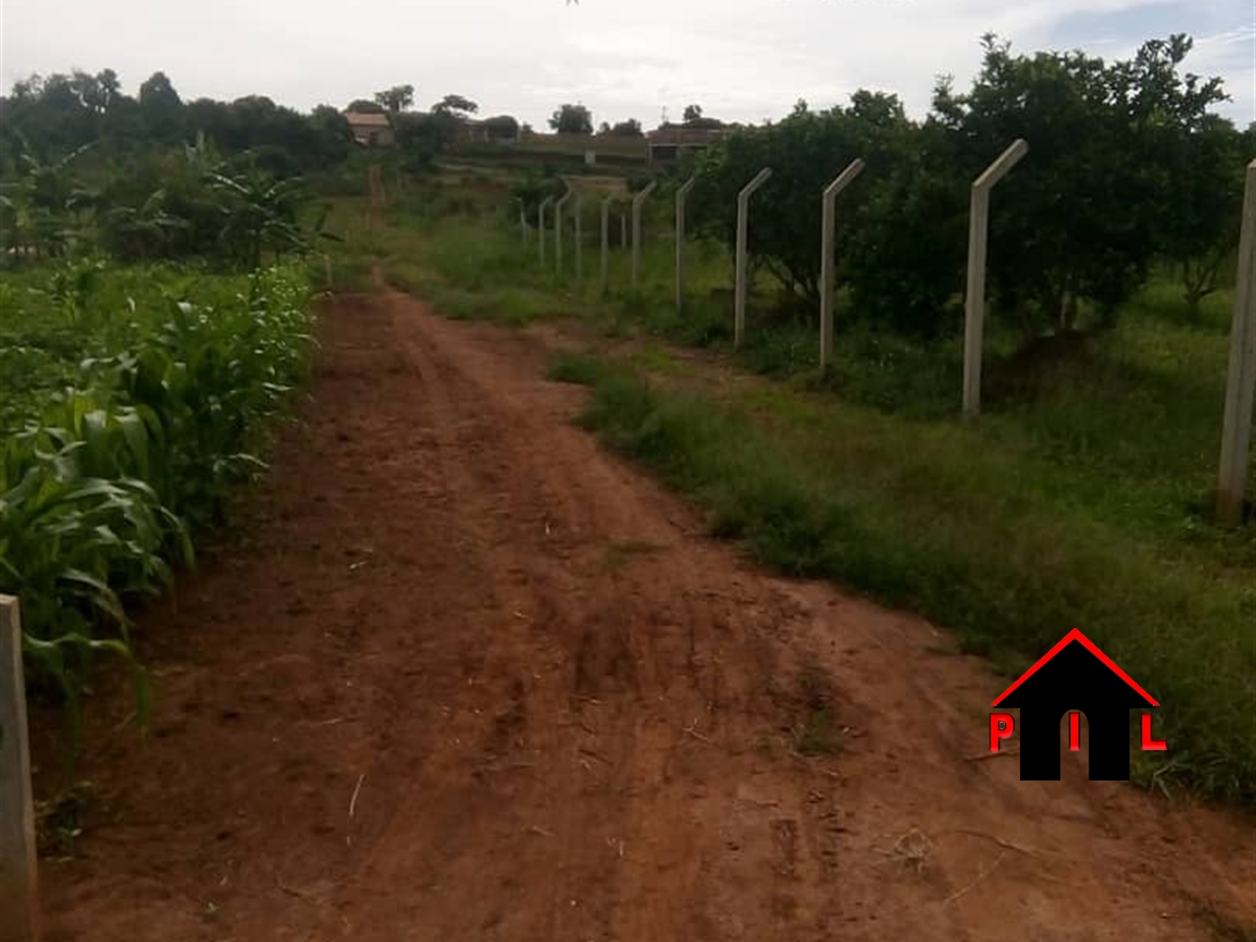 Agricultural Land for sale in Wobulenzi Luweero