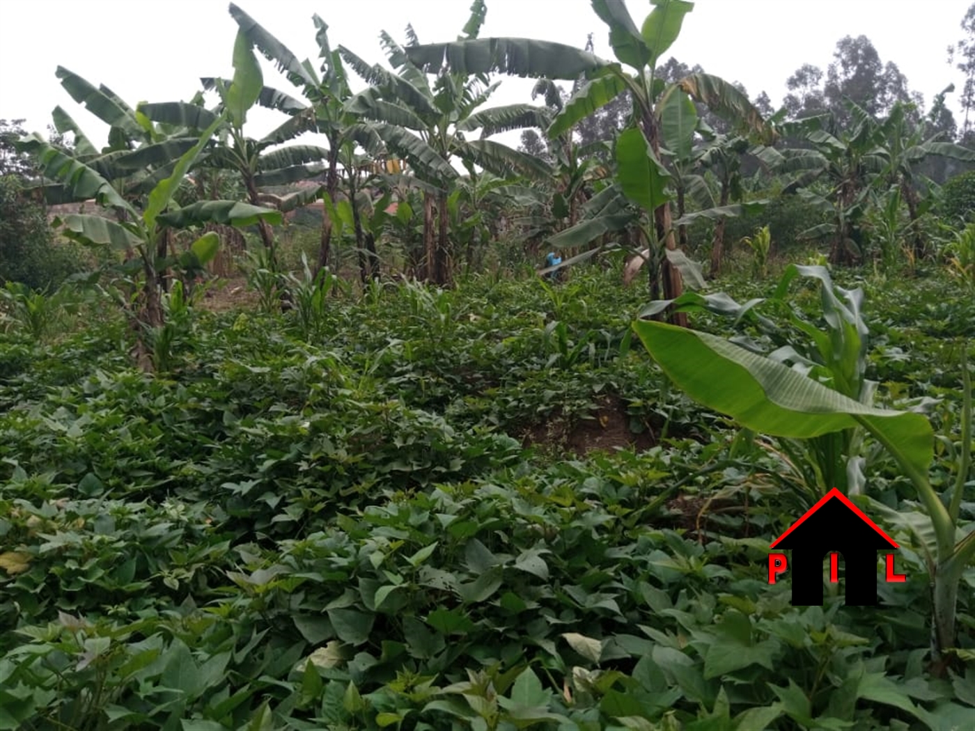 Agricultural Land for sale in Seeta Mukono