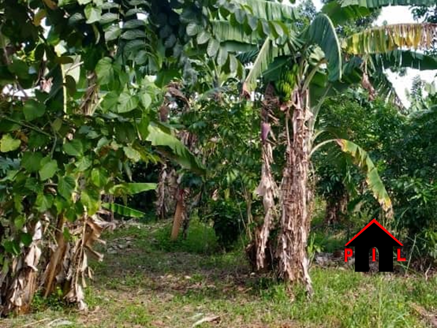 Agricultural Land for sale in Seeta Mukono