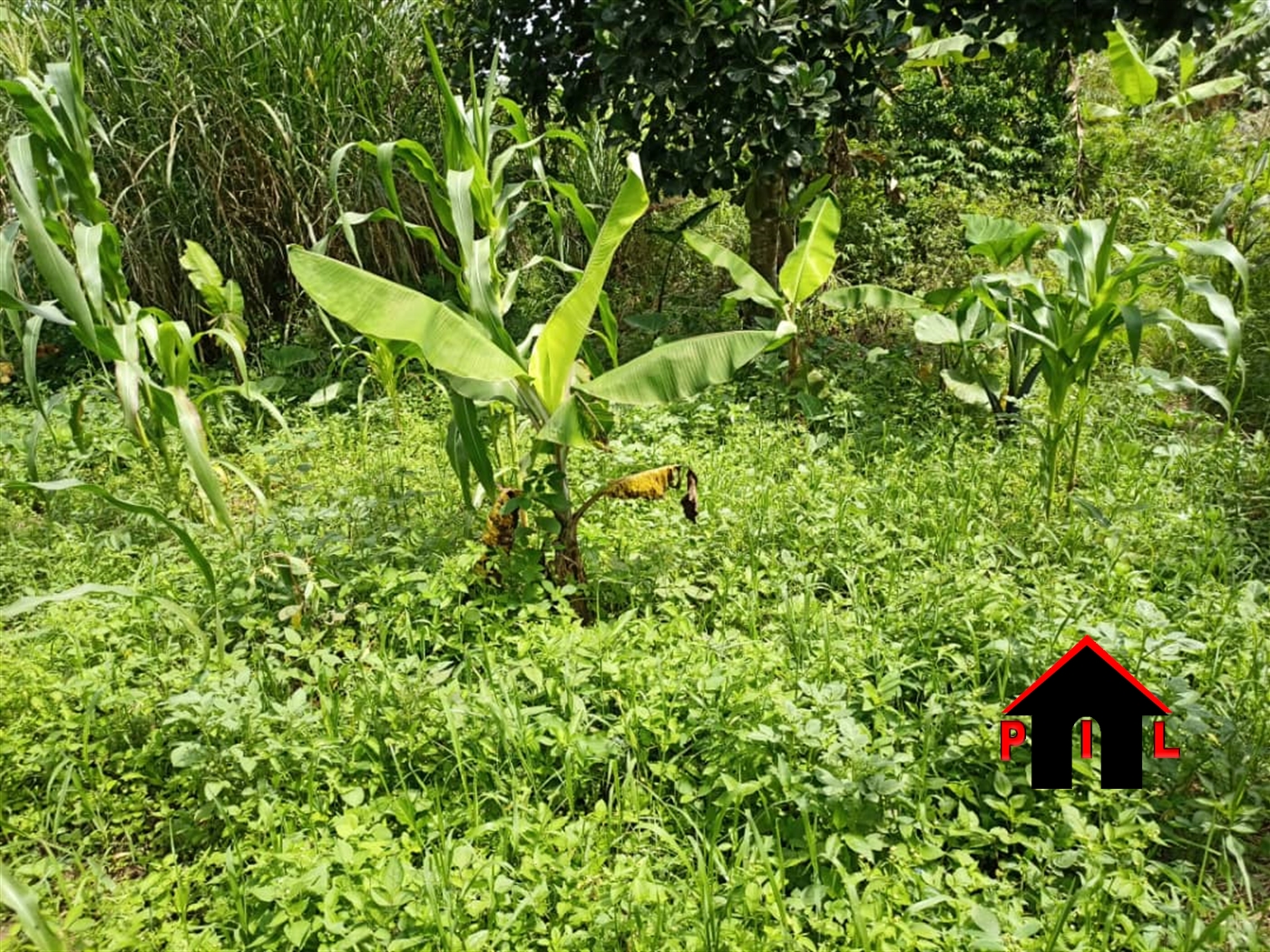 Agricultural Land for sale in Maddu Mubende