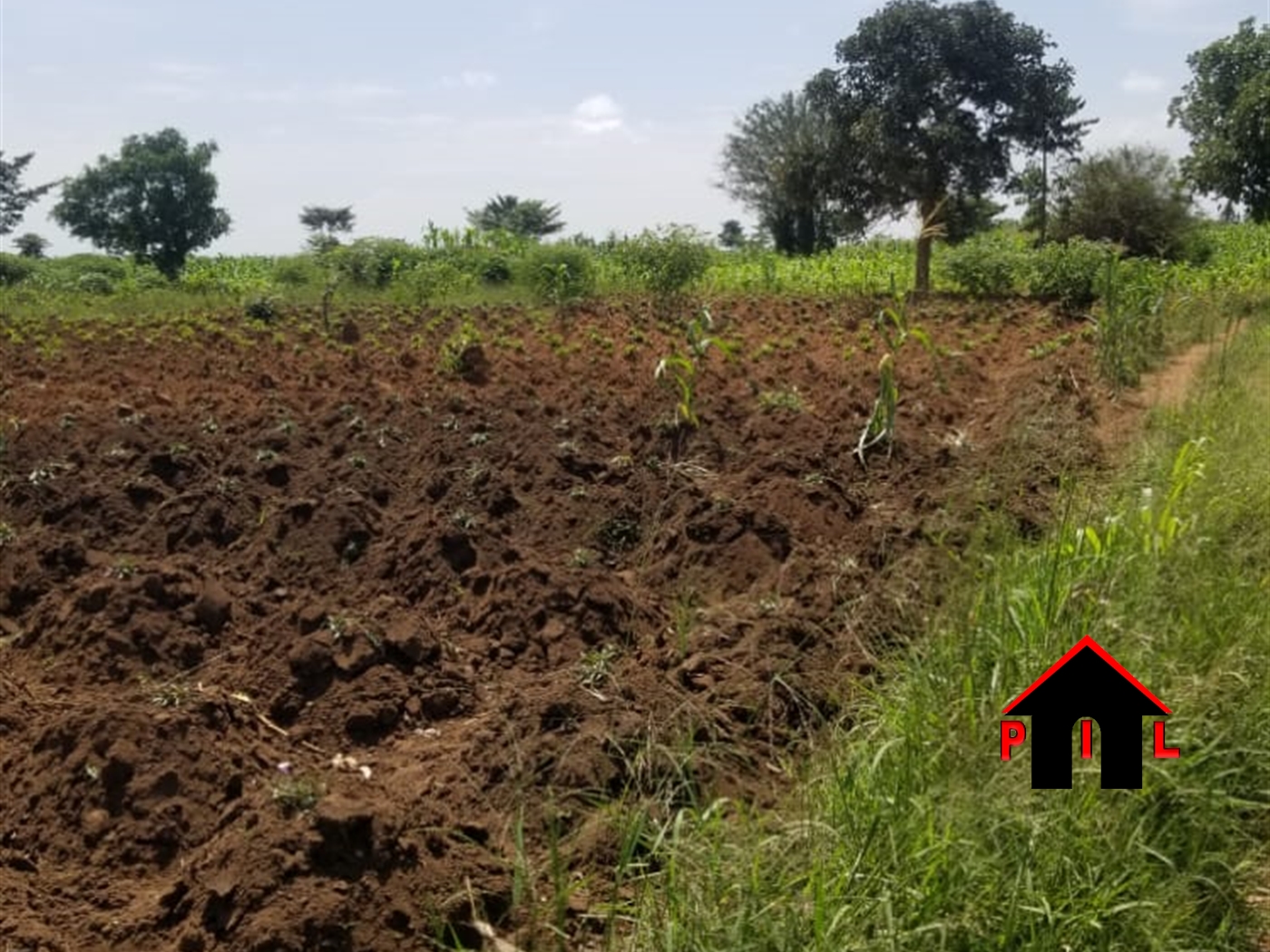 Agricultural Land for sale in Bugerere Kayunga