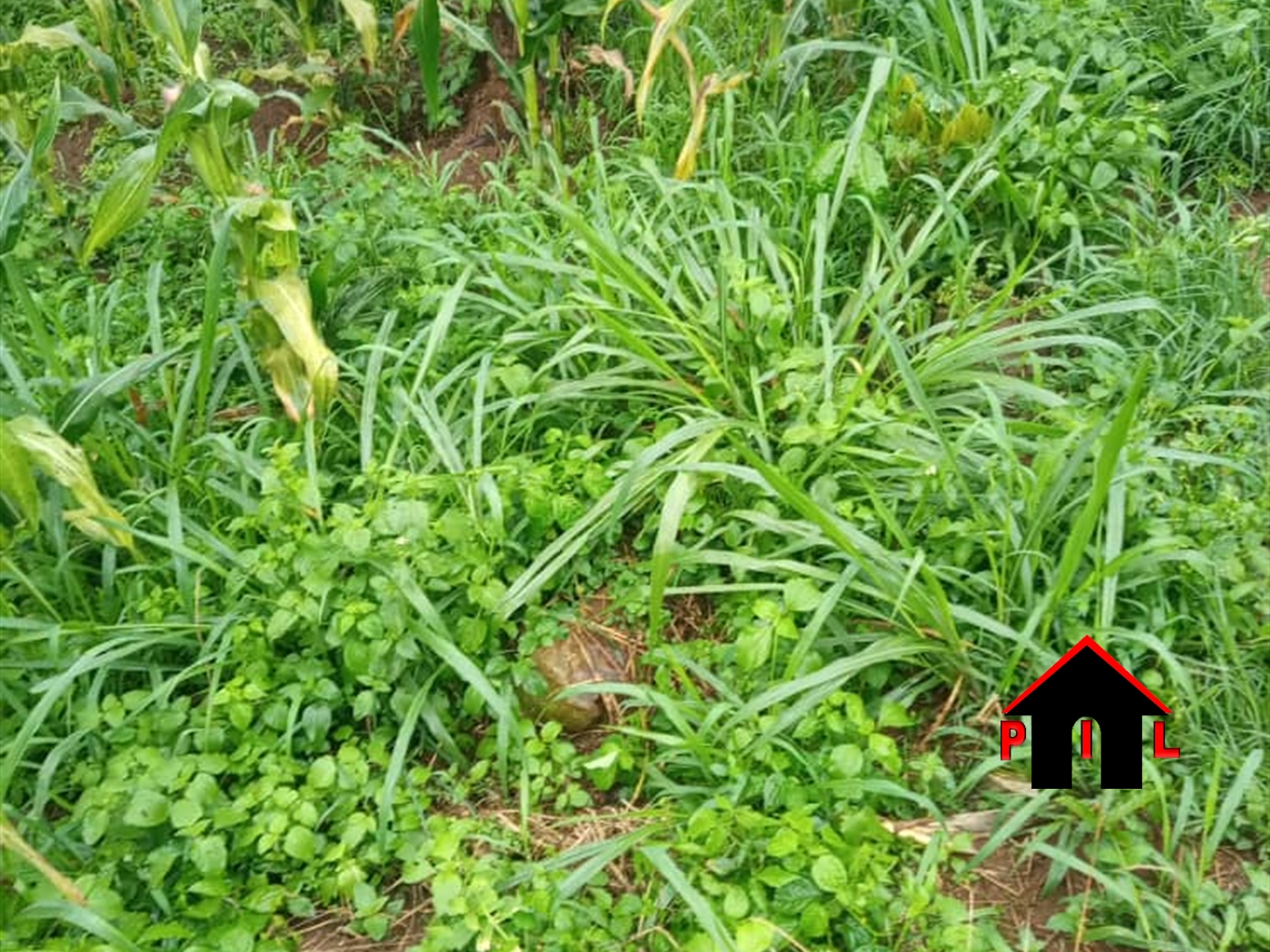 Agricultural Land for sale in Koome Wakiso