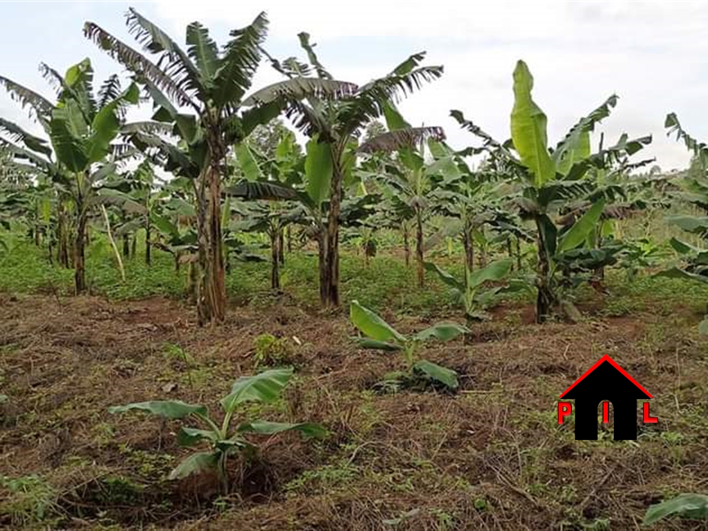 Agricultural Land for sale in Kabila Rakai