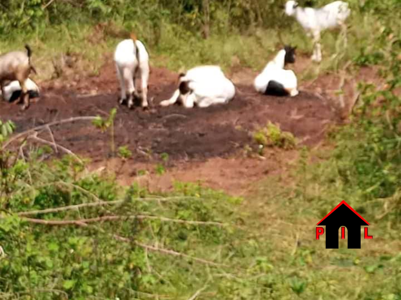 Agricultural Land for sale in Masaba Luweero