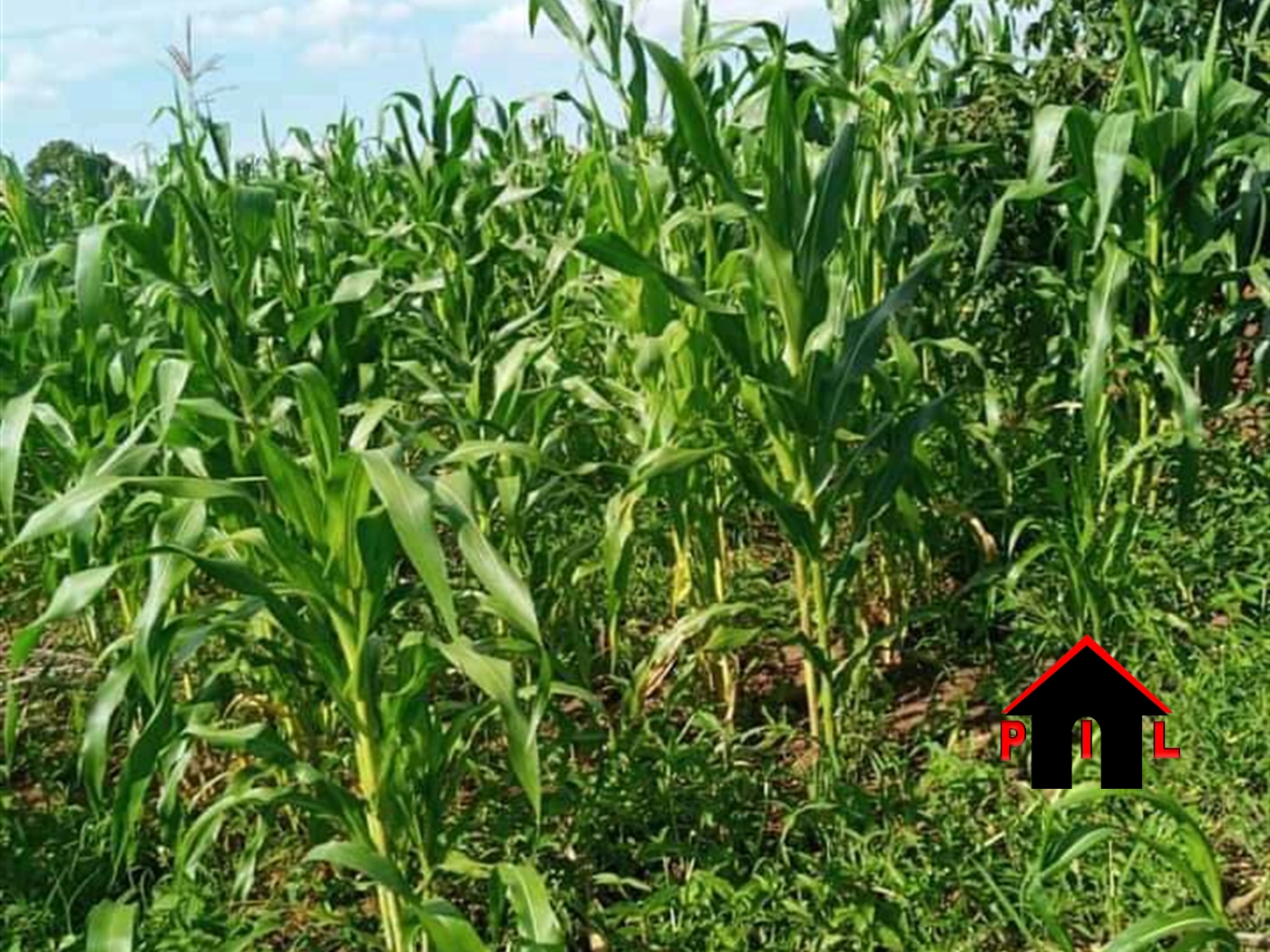 Agricultural Land for sale in Masaba Luweero