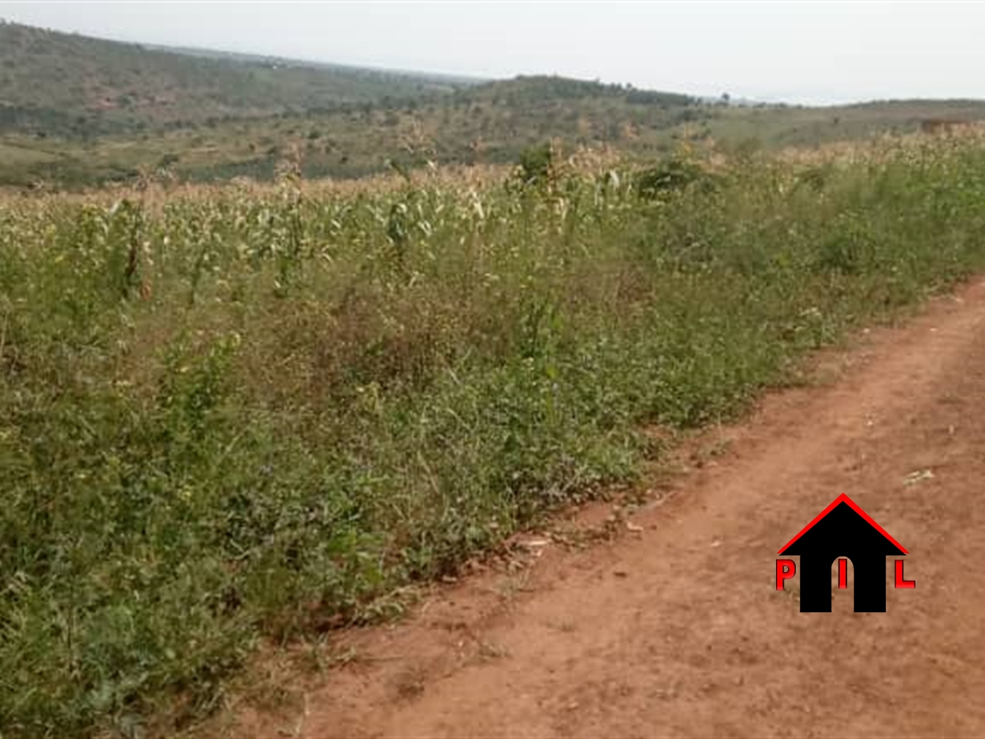 Agricultural Land for sale in Kiganda Mityana