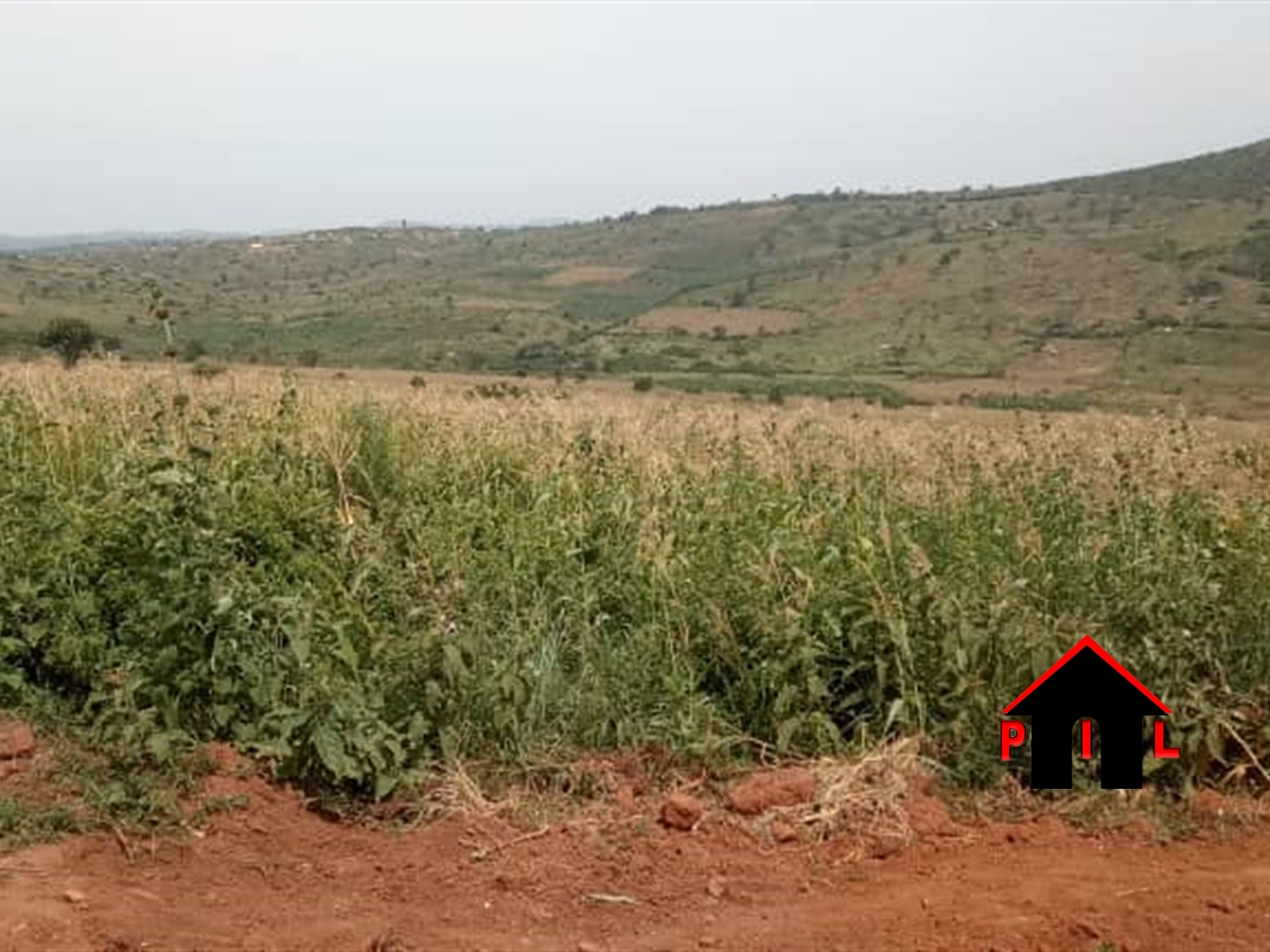 Agricultural Land for sale in Kiganda Mityana