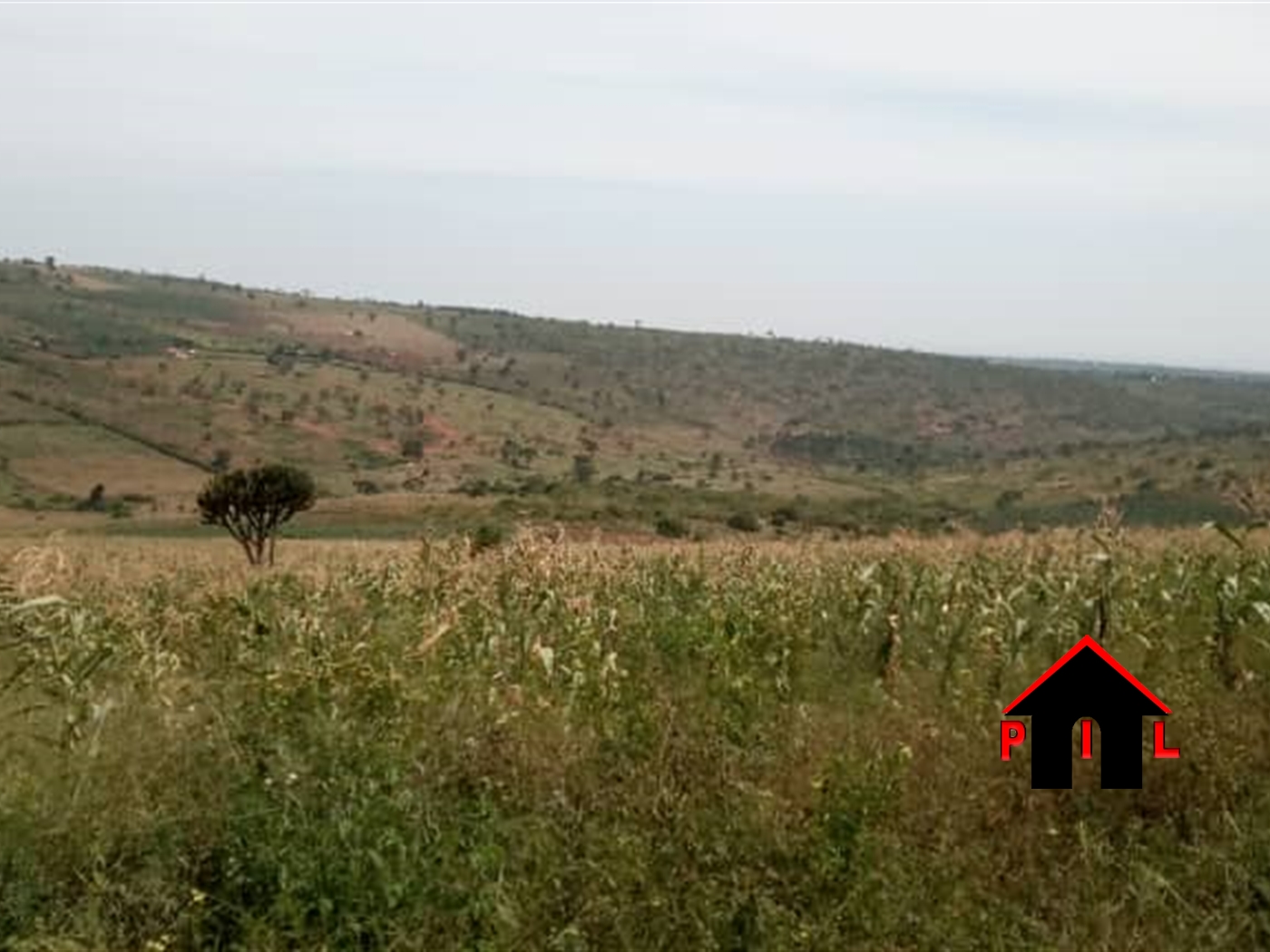 Agricultural Land for sale in Kiganda Mityana