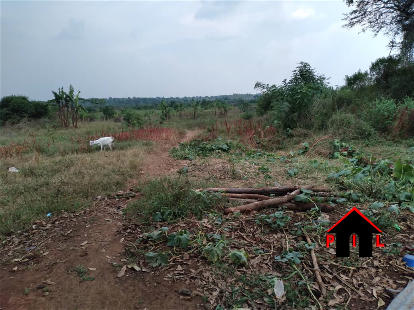 Agricultural Land for sale in Nakaseeta Mityana