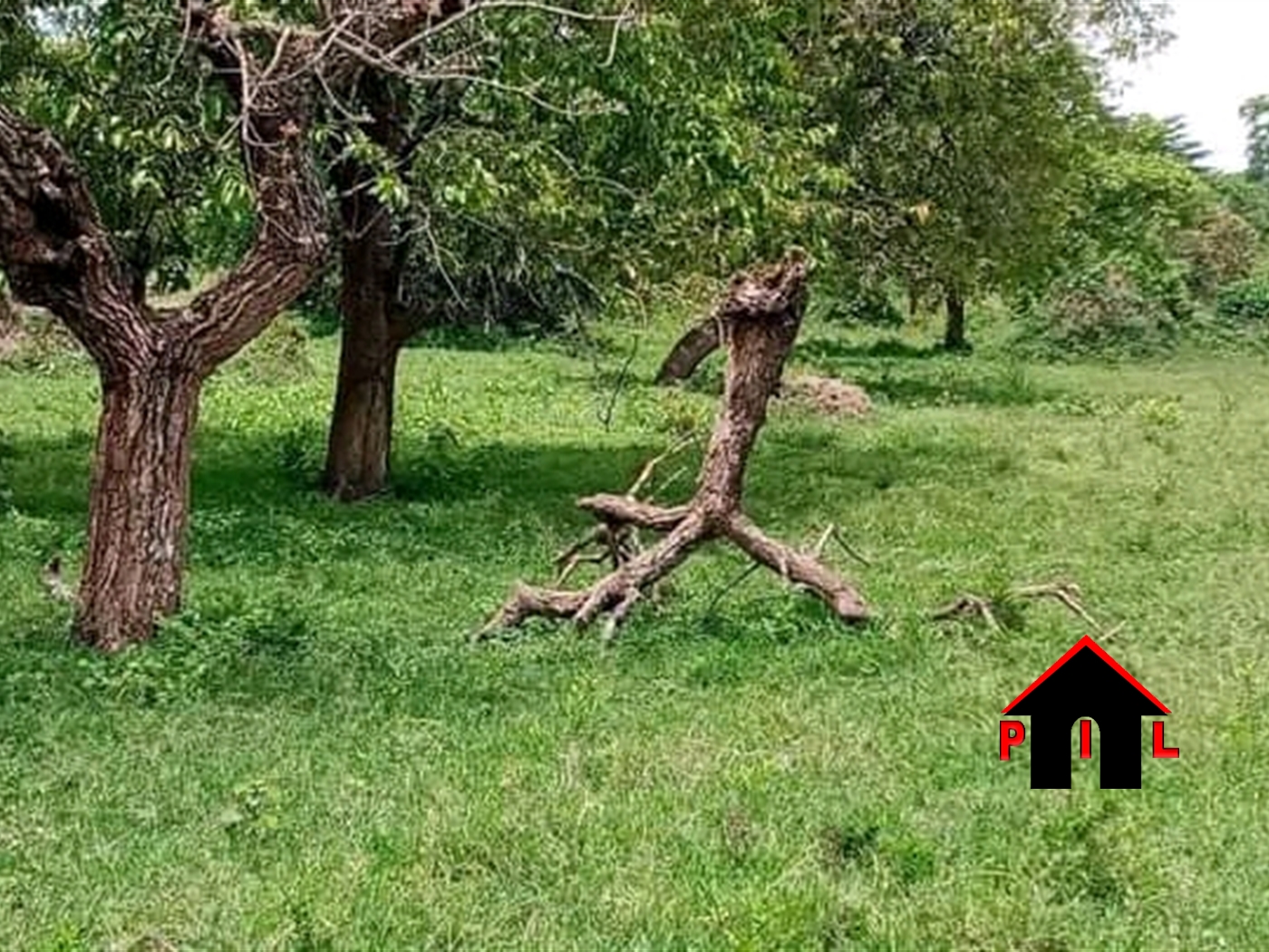 Agricultural Land for sale in Bagambira Nakasongola
