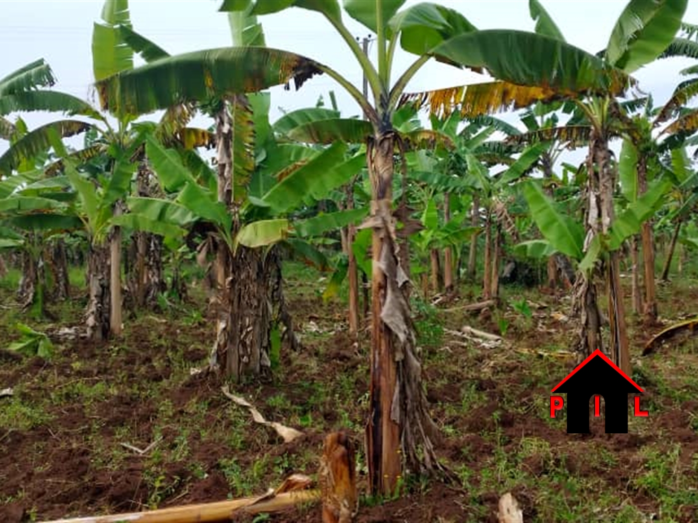 Agricultural Land for sale in Kyabakadde Mukono