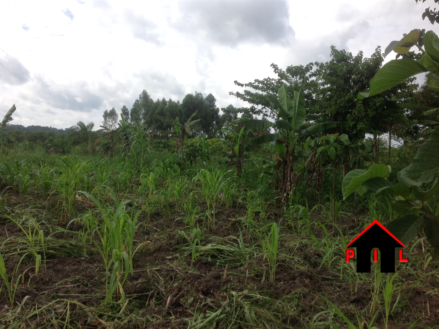 Agricultural Land for sale in Kamila Luweero