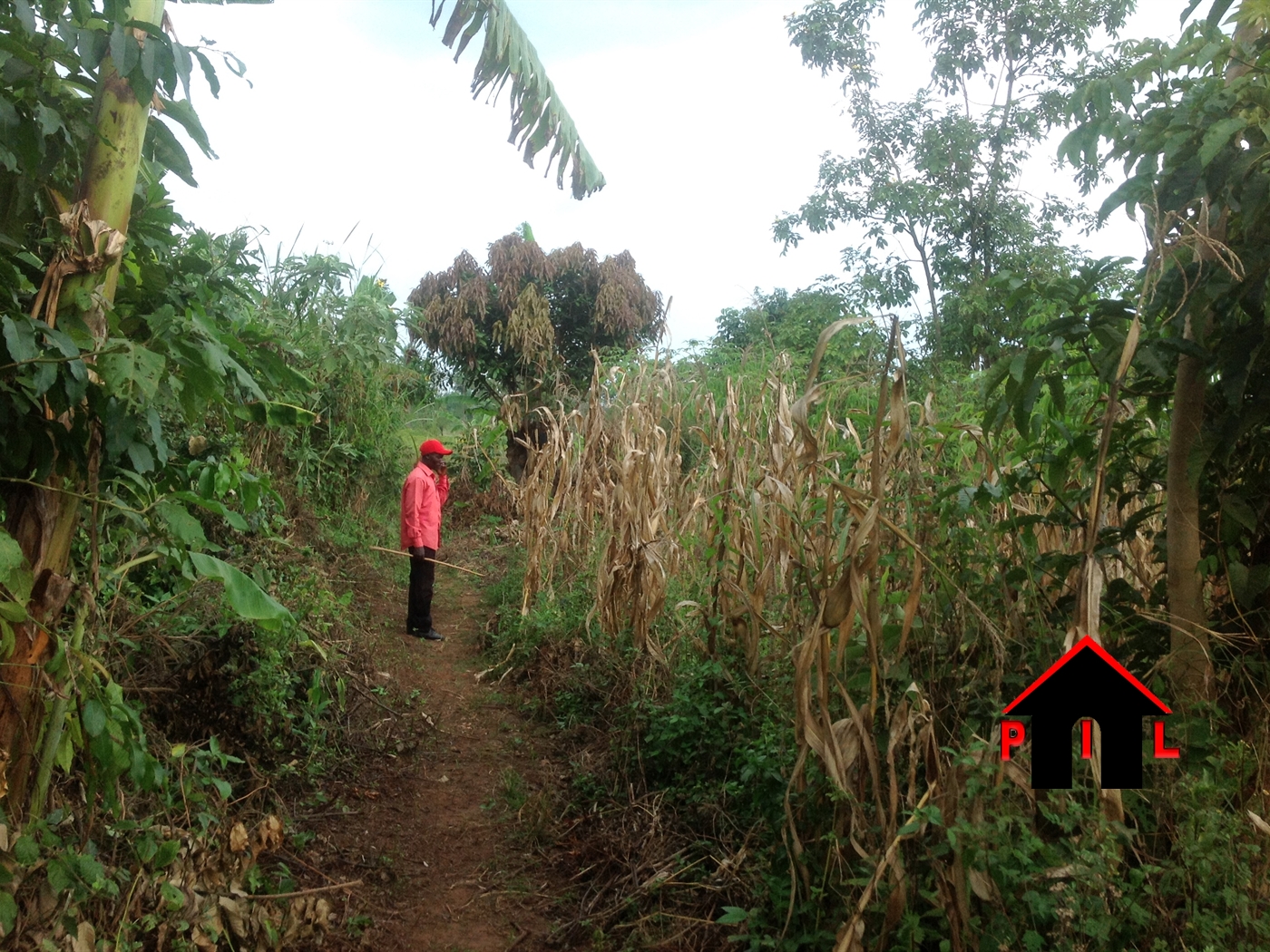 Agricultural Land for sale in Kabunyata Luweero