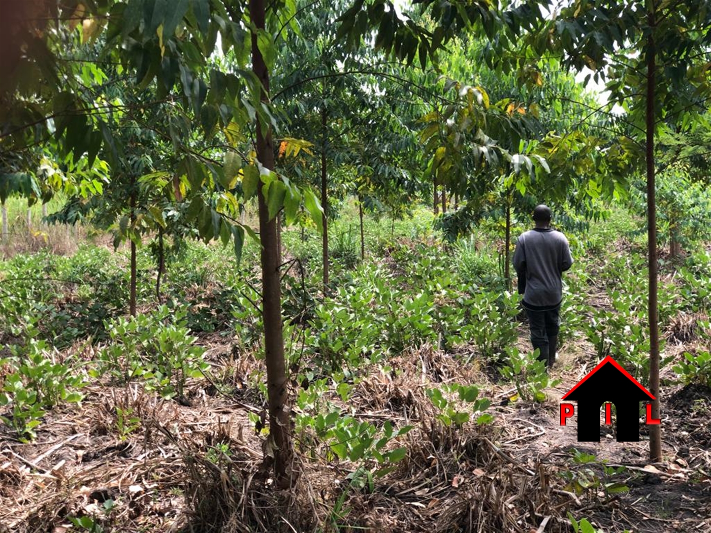 Agricultural Land for sale in Kanoni Gomba