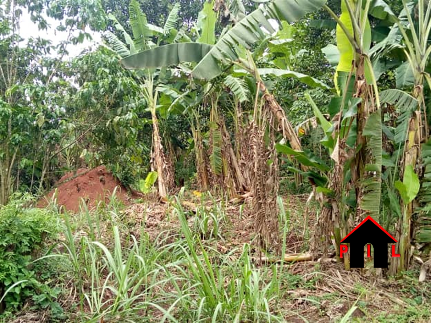 Agricultural Land for sale in Butalango Mubende