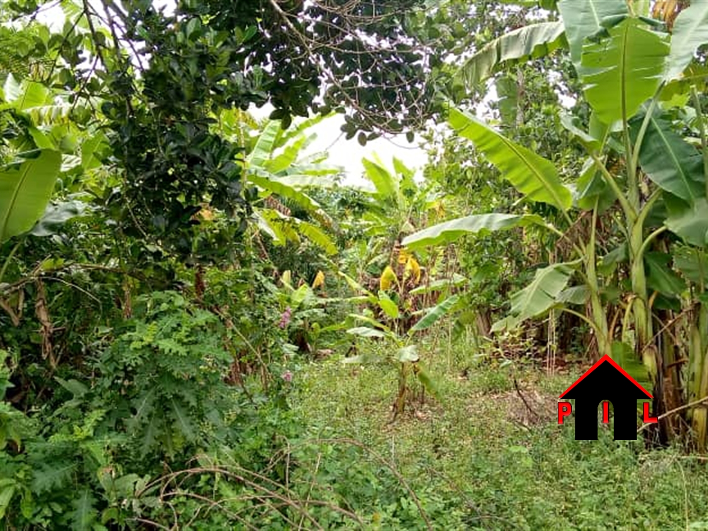 Agricultural Land for sale in Butalango Mubende