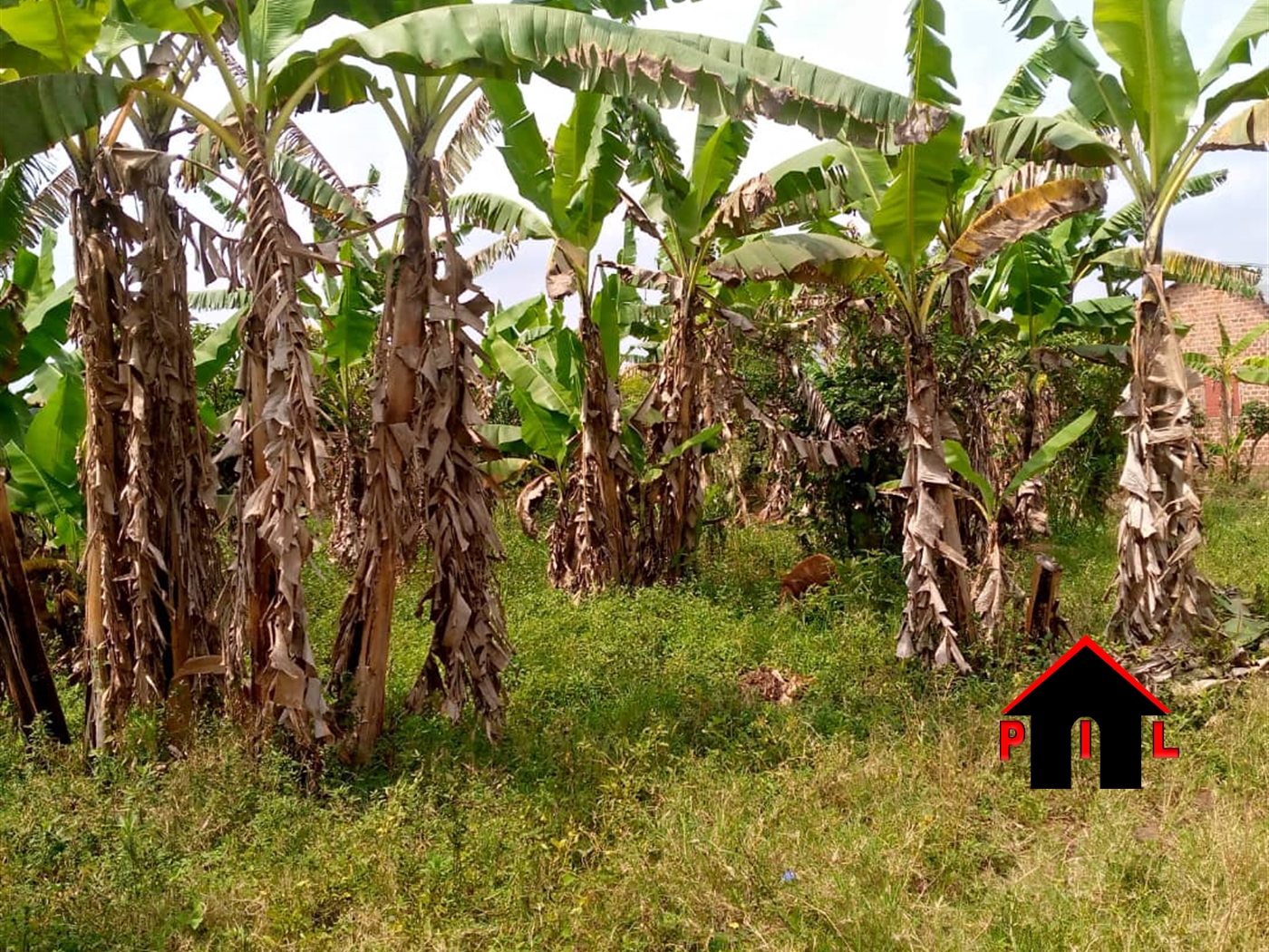 Agricultural Land for sale in Bombo Luweero