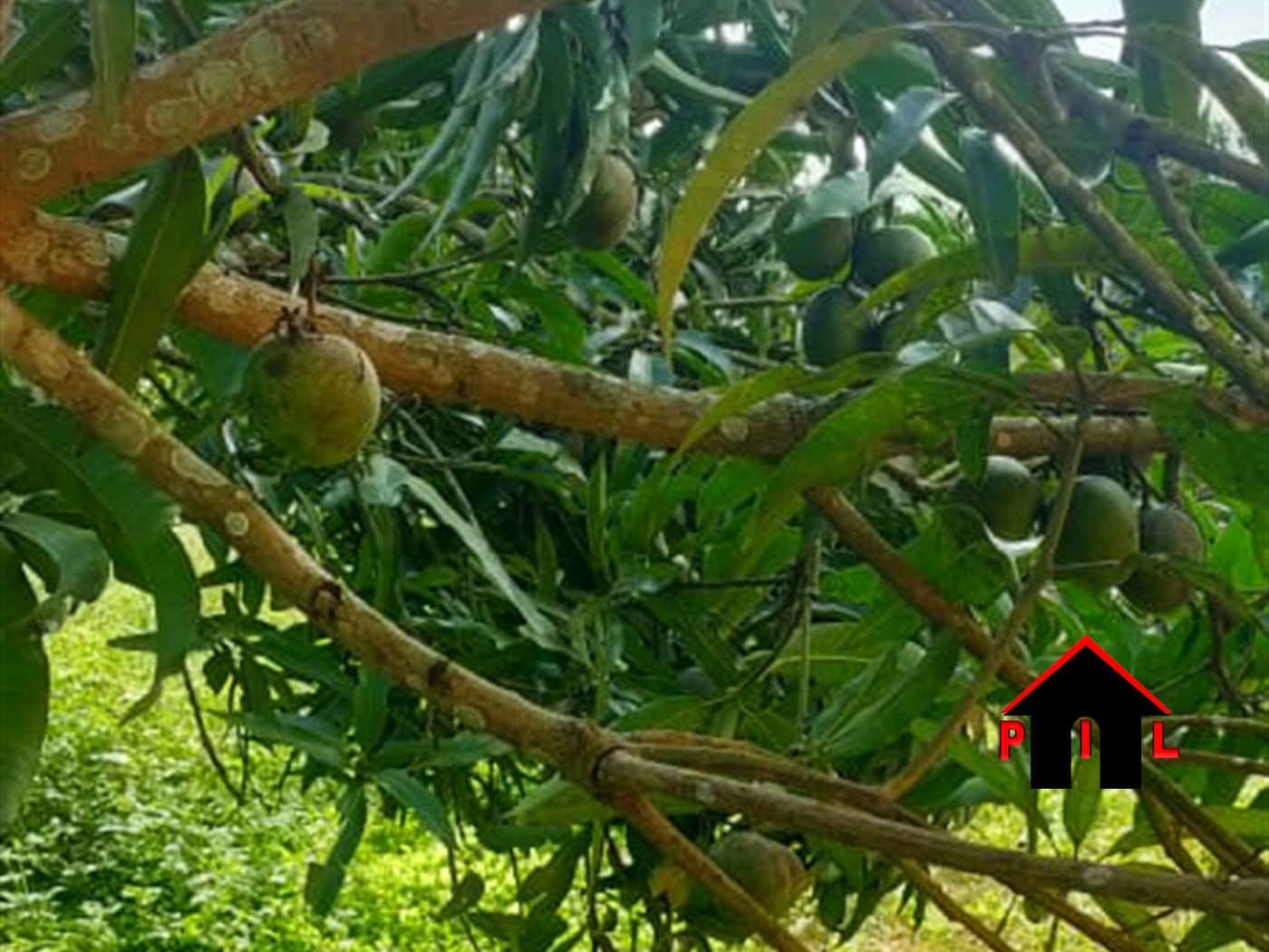 Agricultural Land for sale in Kawuku Wakiso