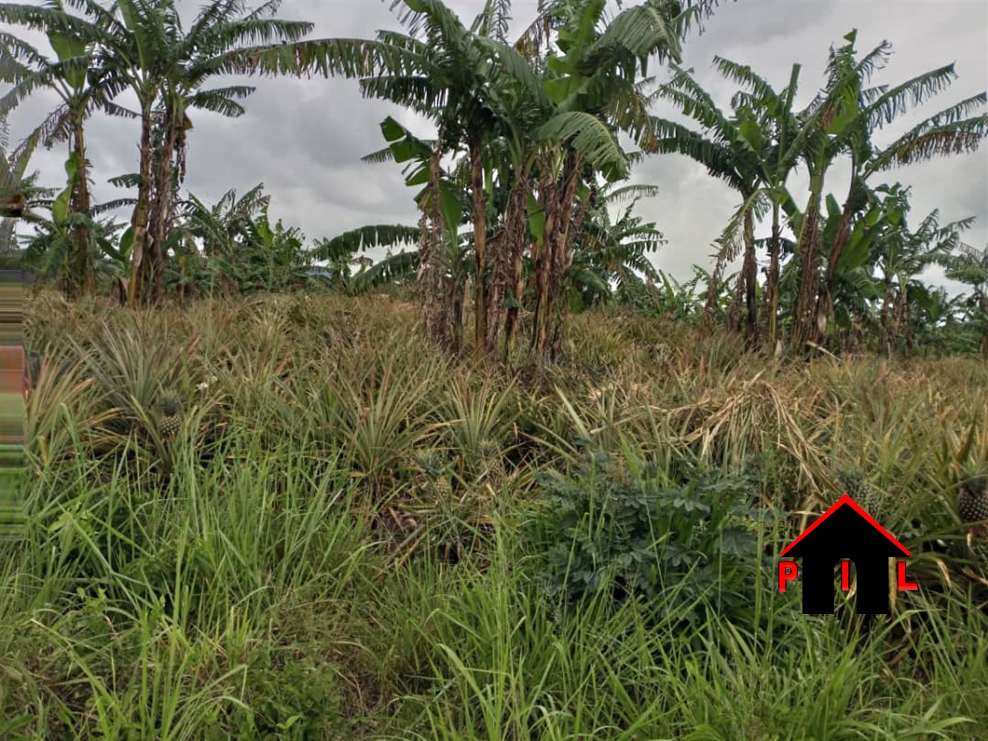 Agricultural Land for sale in Kamila Luweero