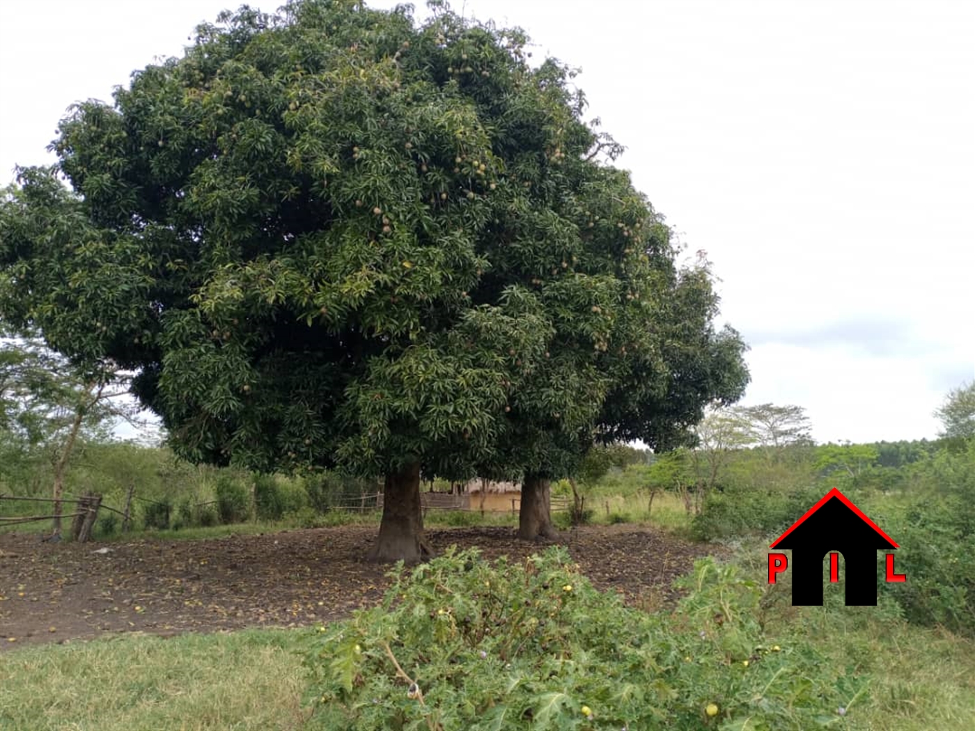 Agricultural Land for sale in Bujumbula Hoima