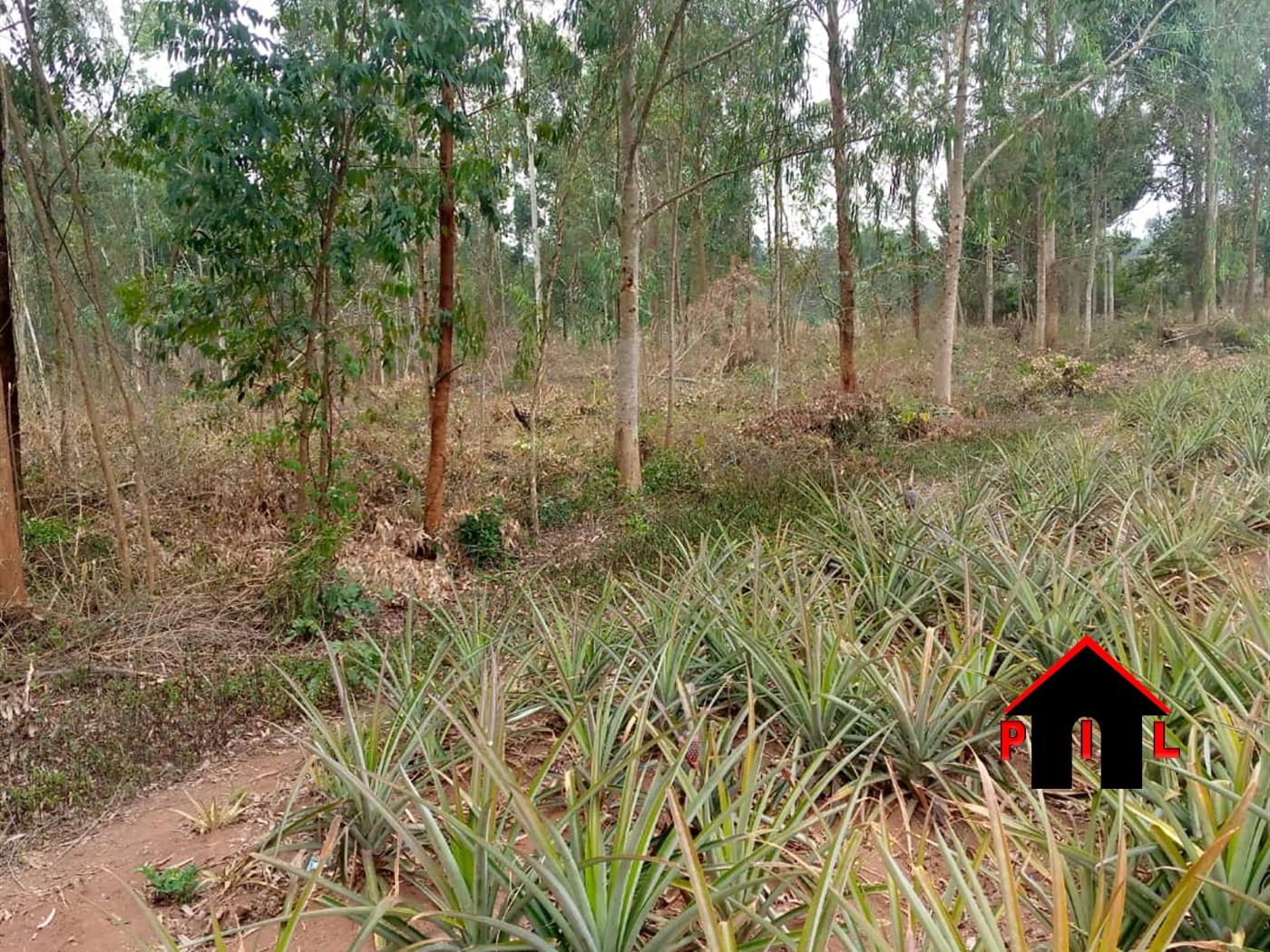 Agricultural Land for sale in Nalongo Luweero
