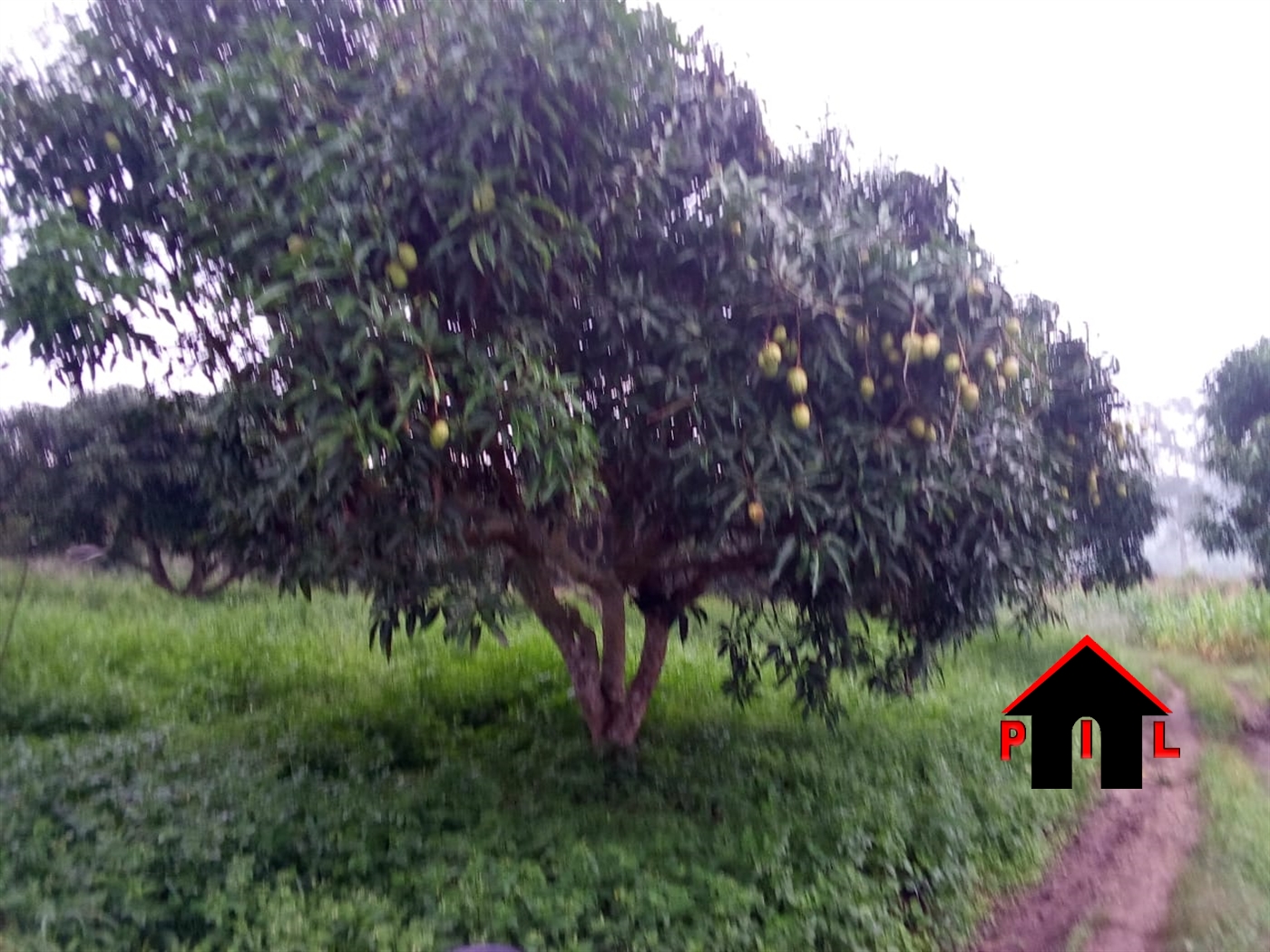 Agricultural Land for sale in Bujuuko Wakiso