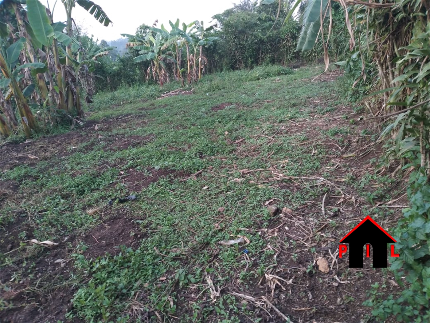 Agricultural Land for sale in Natyole Mukono