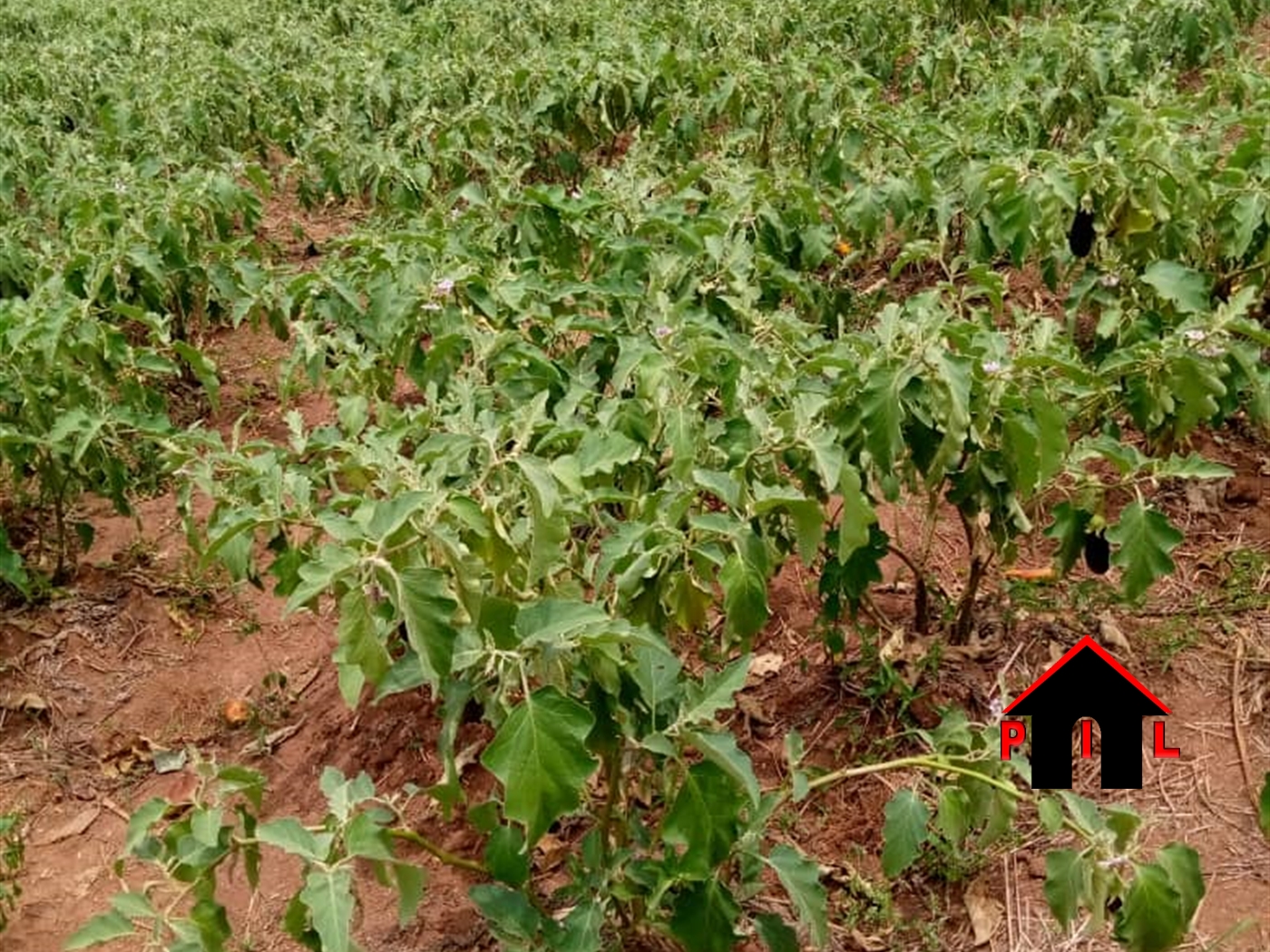 Agricultural Land for sale in Matugga Wakiso