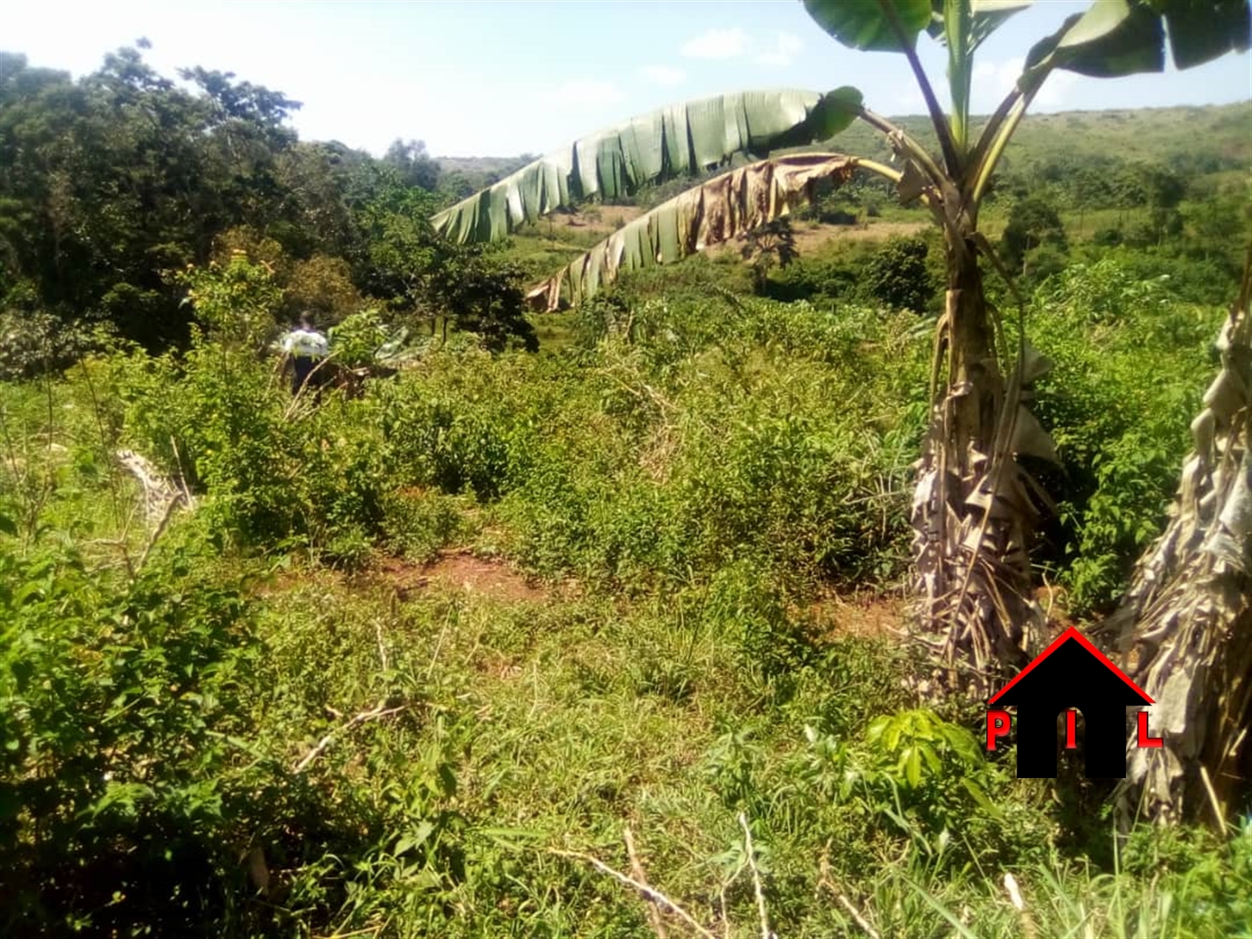Agricultural Land for sale in Gulama Mukono