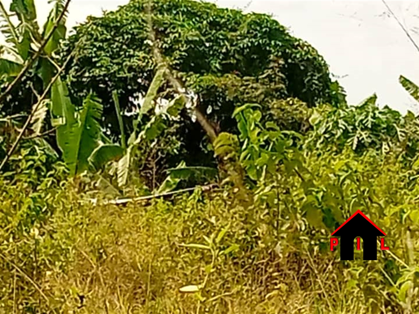 Agricultural Land for sale in Ziloobwe Luweero