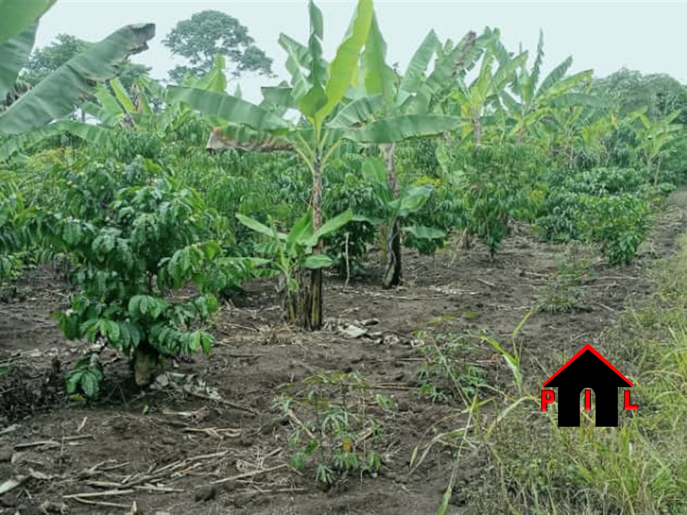 Agricultural Land for sale in Kikyuusa Luweero