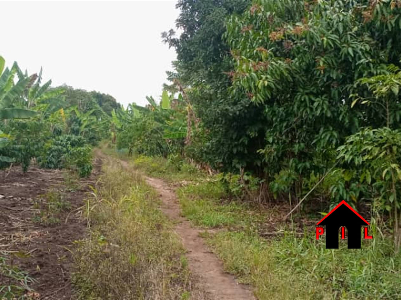 Agricultural Land for sale in Kkyuusa Luwero