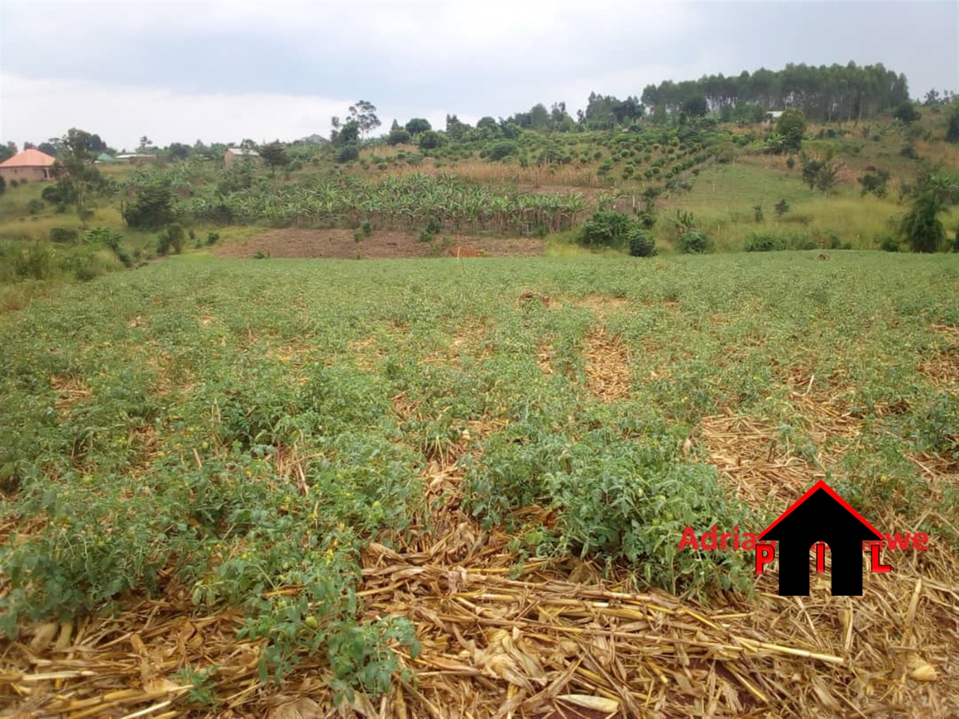 Agricultural Land for sale in Lwabenga Kalungu