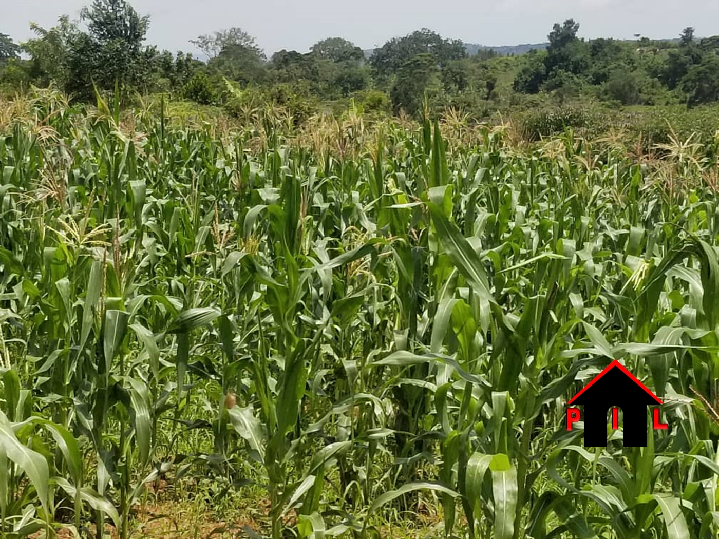 Agricultural Land for sale in Namataba Mukono