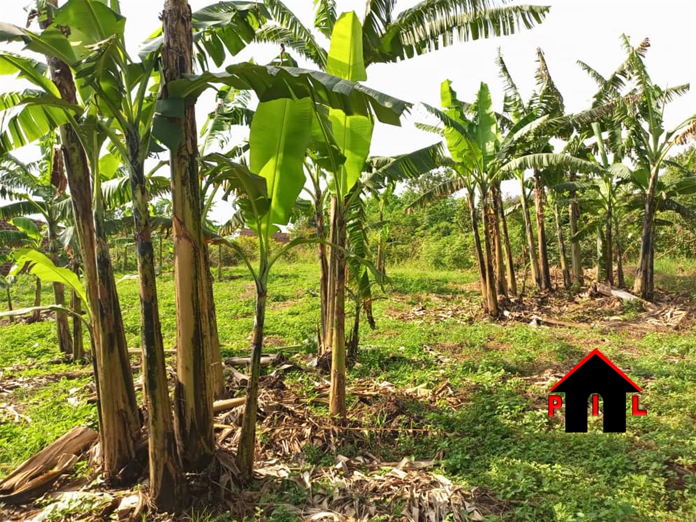 Agricultural Land for sale in Ndeeba Kayunga