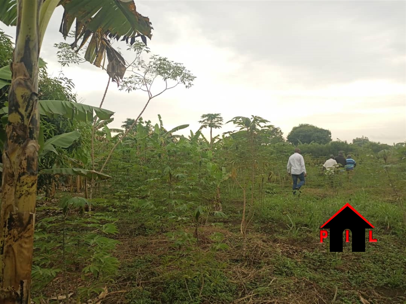 Agricultural Land for sale in Bombo Wakiso