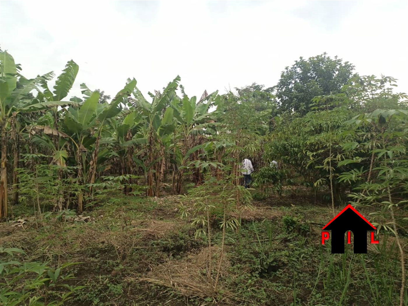 Agricultural Land for sale in Bombo Wakiso