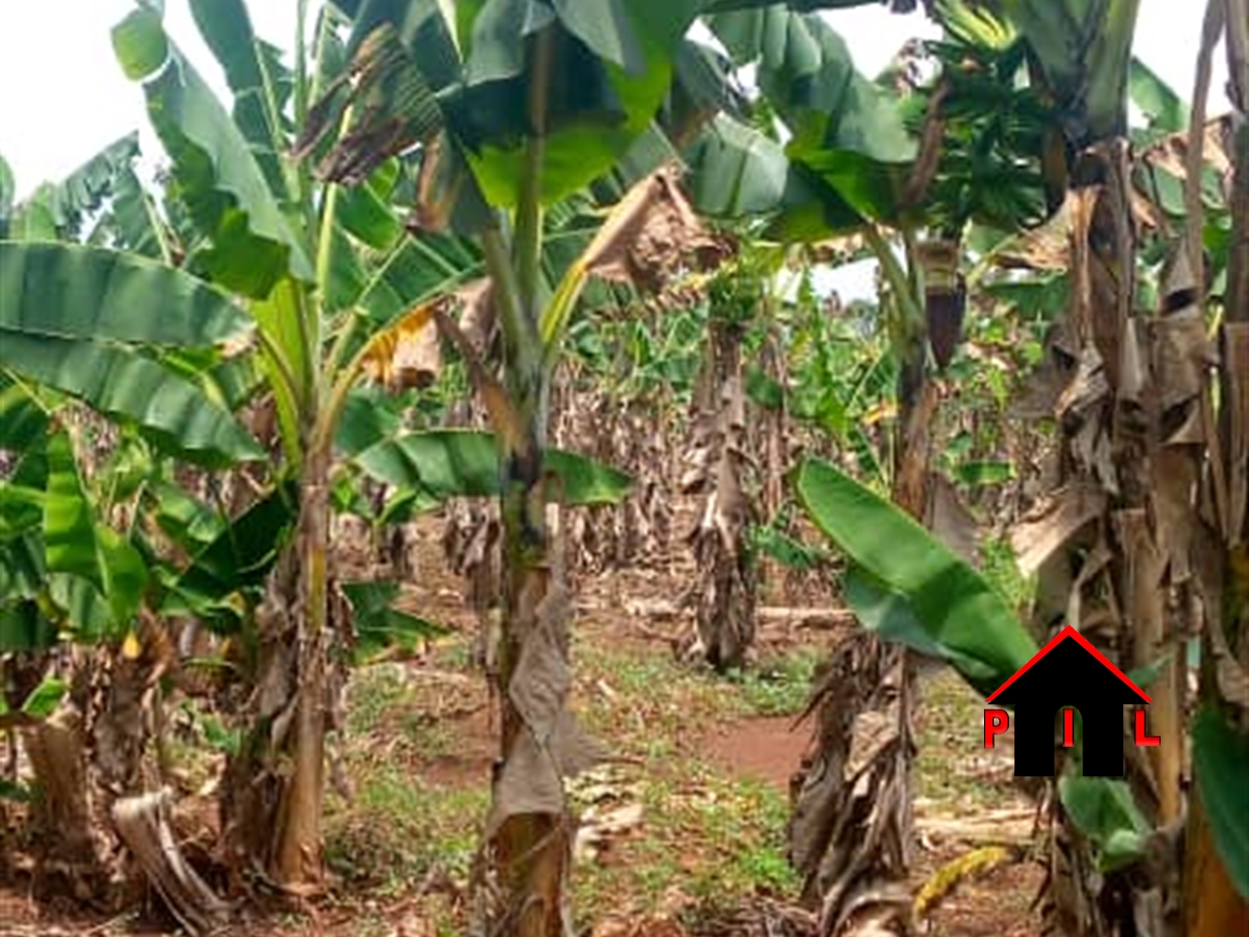 Agricultural Land for sale in Bombo Wakiso