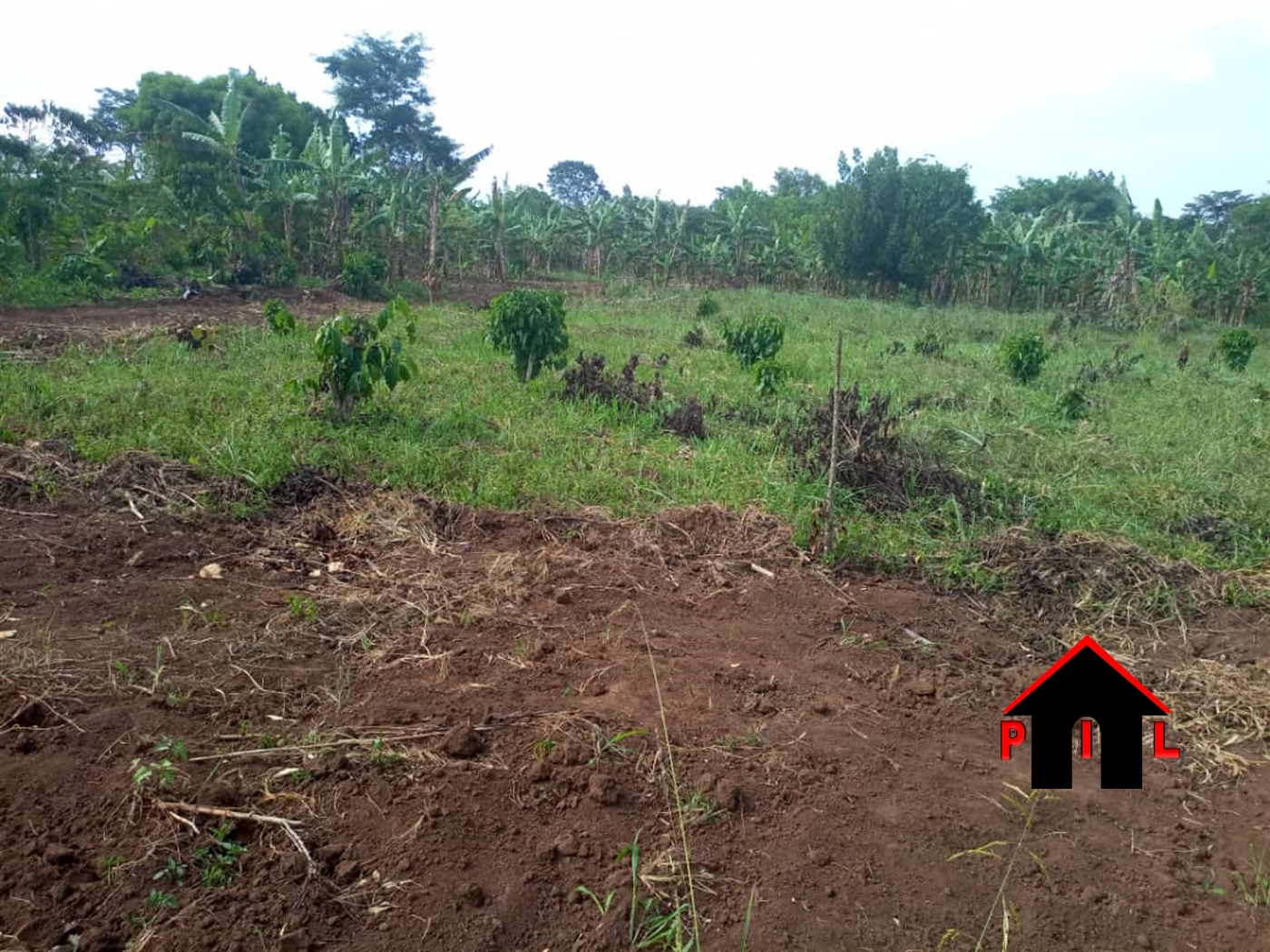 Agricultural Land for sale in Kabembe Luweero