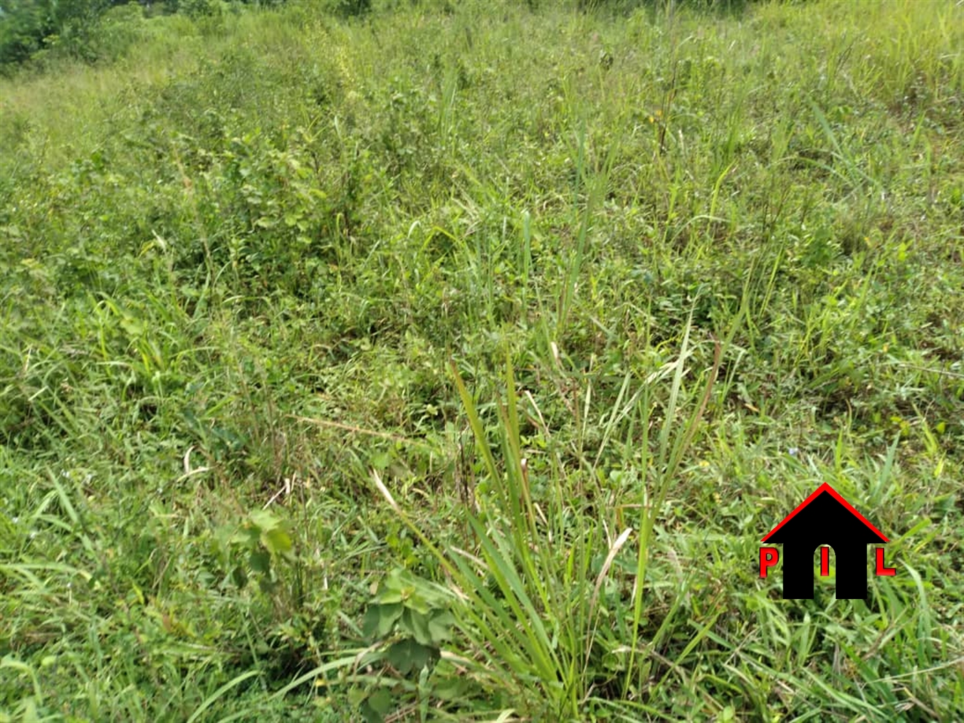 Residential Land for sale in Namulonge Wakiso