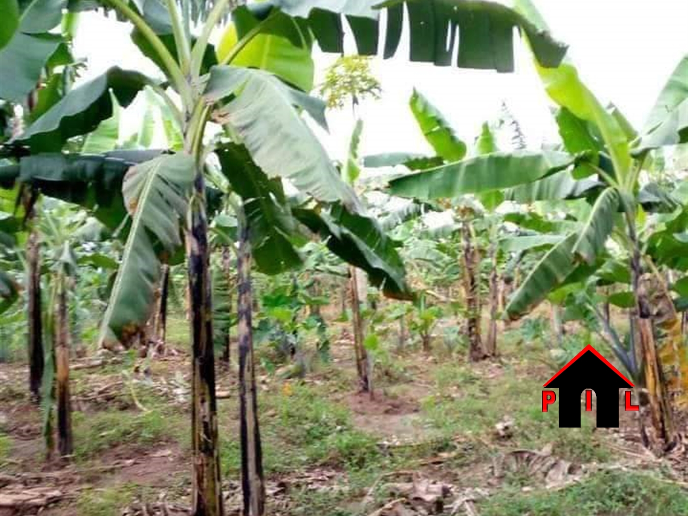 Agricultural Land for sale in Wobulenzi Luweero