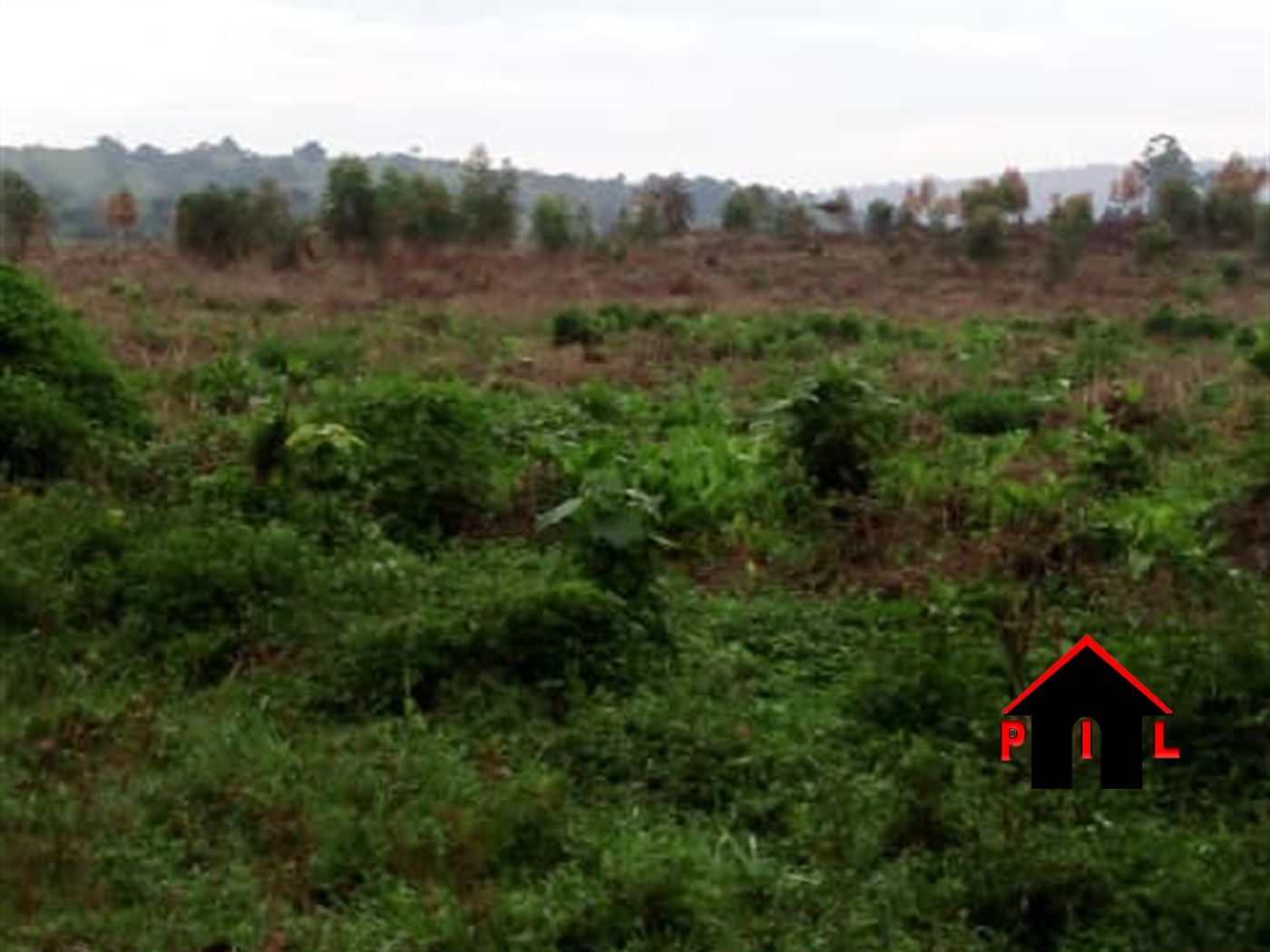 Agricultural Land for sale in Kibibi Butambala