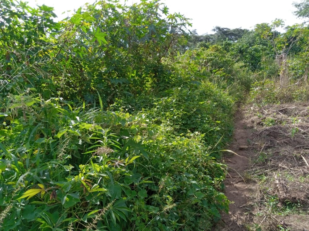 Agricultural Land for sale in Wabitungulu Luweero