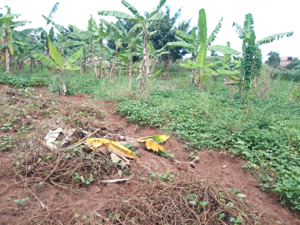 Agricultural Land for sale in Wabitungulu Luweero