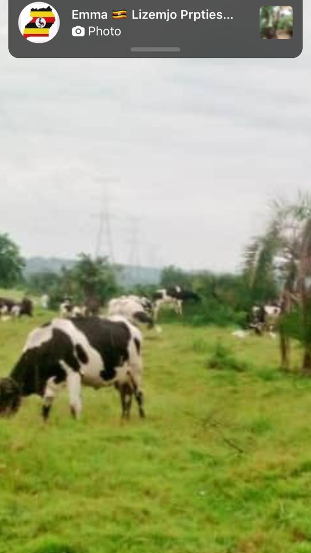 Agricultural Land for sale in Kayabwe Mpigi